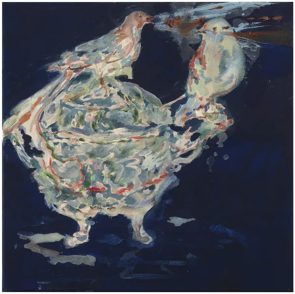 Columba livia (kirjekyyhky huutaa) / Columba livia (carrier pigeon screaming)