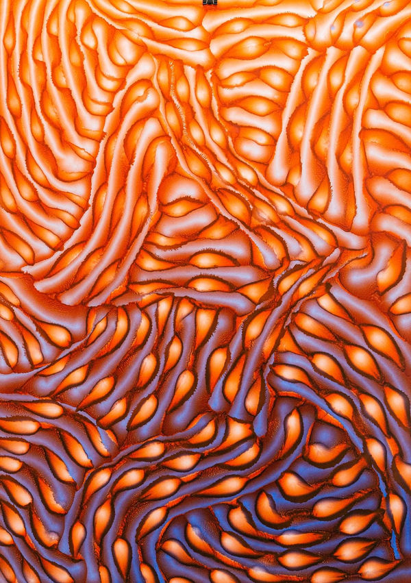 Orange Blue Spring (N3 2022)