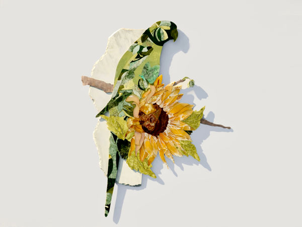 Parrot With Sunflower