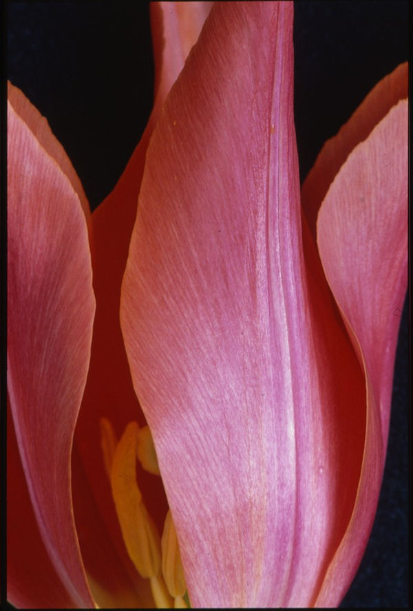 Unglee, Flammes sur fond noir (Tulipe Lys) - 1992, mars 2012