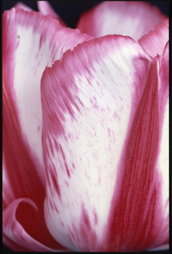 Unglee, Flammes roses et blanches, 30 avril 1992