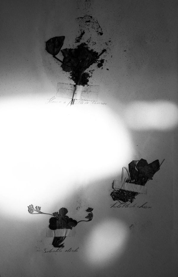 BERNARD VOITA, Herbier populaire IV