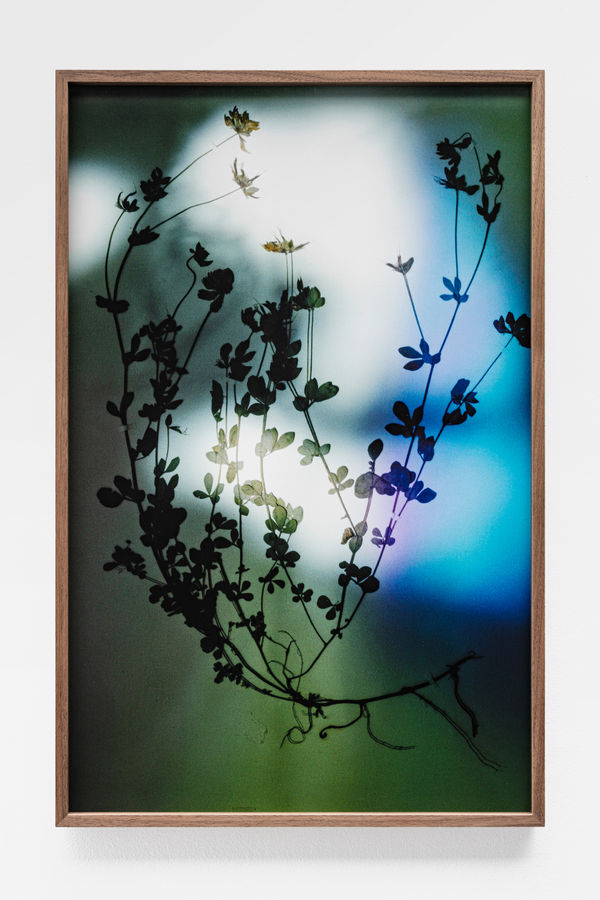 Bernard Voïta, Herbier populaire II, 2017