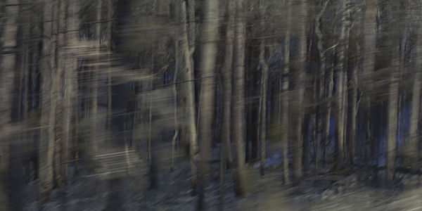 Rosemary Laing, effort and rush #9 (swanfires), 2013-15