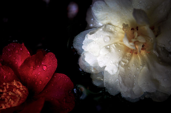 Yasuhiro Ogawa, Flowers on the water, 2014