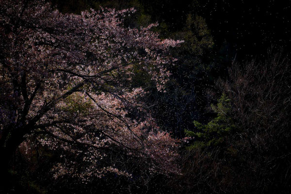 Yasuhiro Ogawa, On a Windy Day, 2016