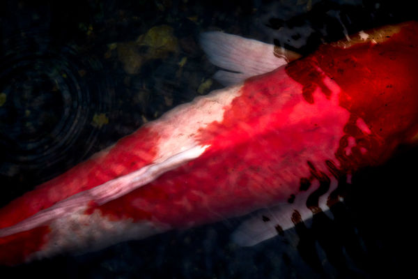 Yasuhiro Ogawa, Red Carp, 2016