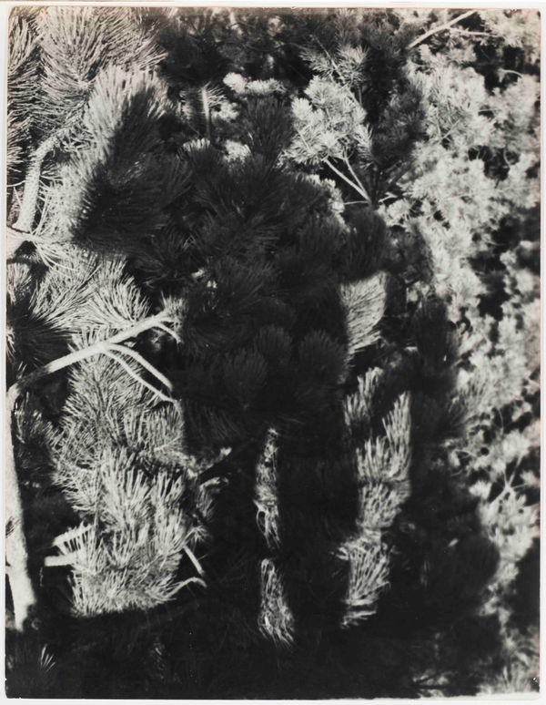 Erwin Blumenfeld, Erwin Blumenfeld’s shadow amidst Dutch, Holland, 1931