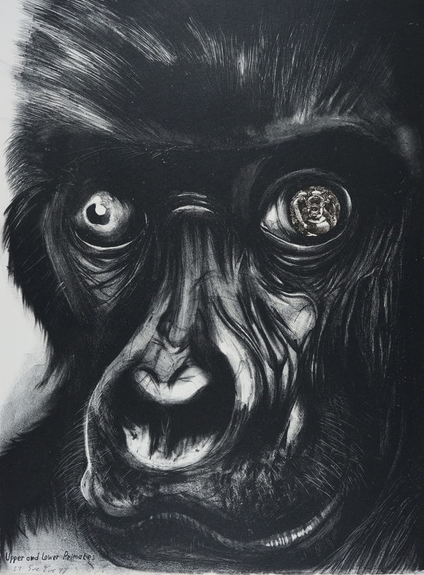 Upper and Lower Primates