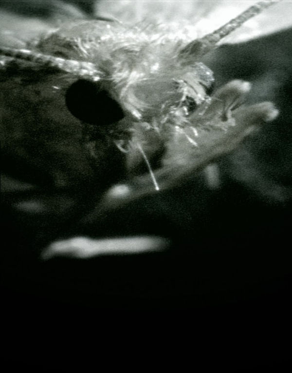 Joao Penalva_Pavlina