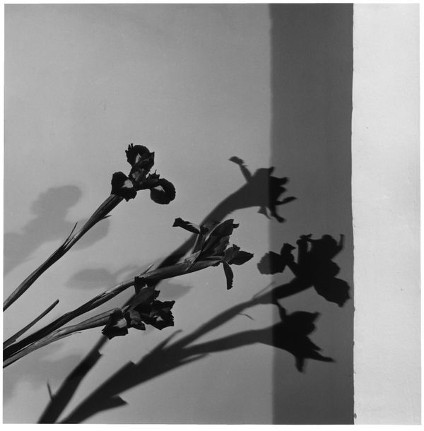 Robert Mapplethorpe Irises, 1977 silver gelatin print 34.29 x 34.29 cm 13 1/2 x 13 1/2 ins