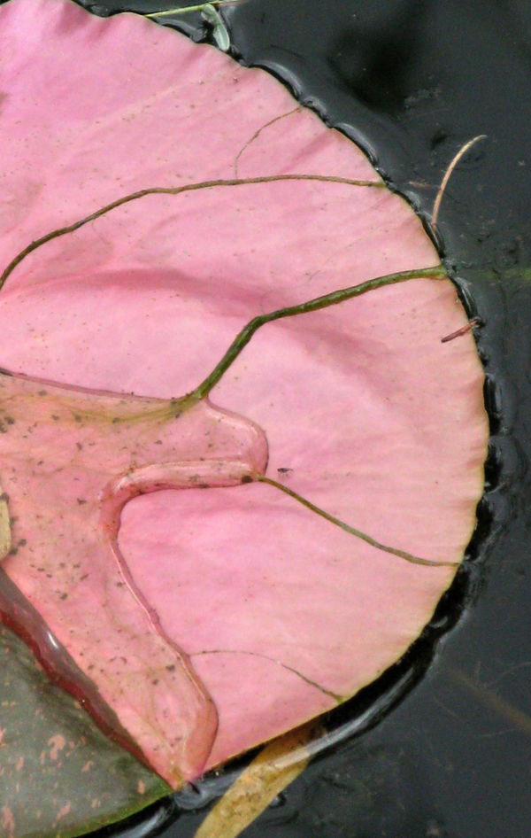 Juan Uslé Golosa, LA, 2008 pigmented ink , Photo Rag Ultrasmooth 305g Hahnemühle 28 x 17.8 cm 11 1/16 x 7 1/16 ins 2 of 2 + 1 AP