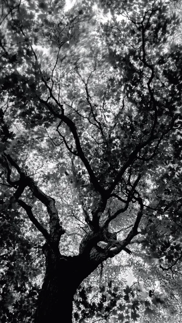 Jean-Sebastien Véilleux