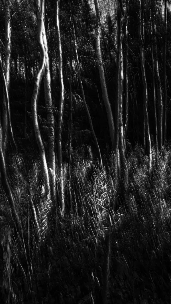 Jean-Sebastien Véilleux, Échappée, 2024