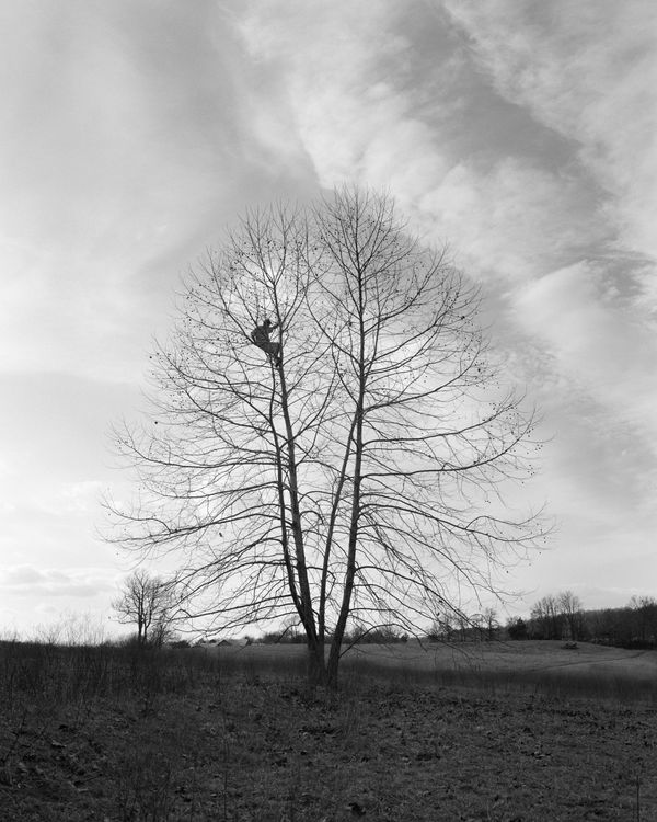 Henry O. Head, sycamore