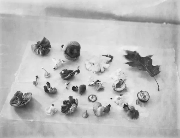 Ruth Lauer Manenti, Still Life With Mushrooms, 2017