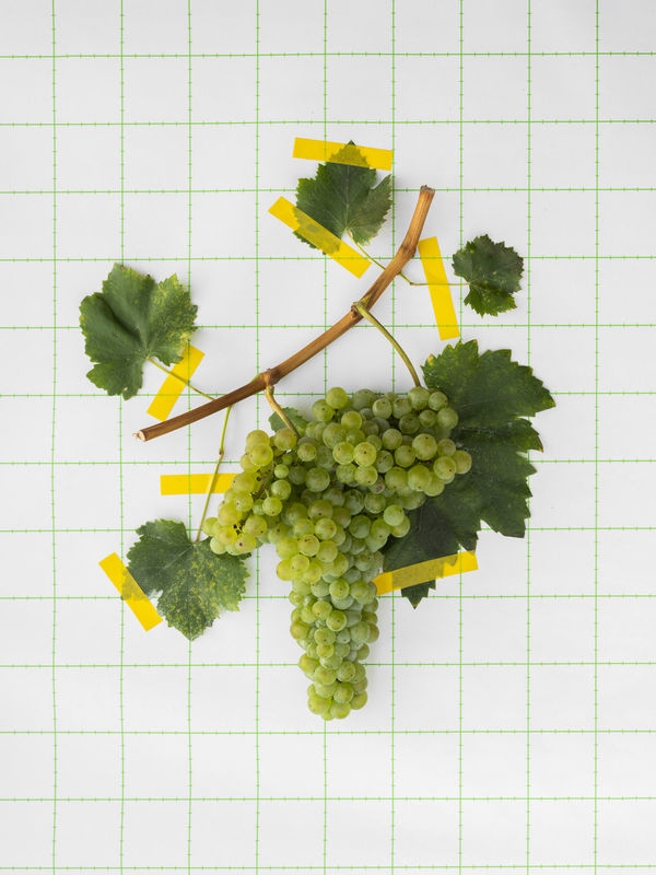 TRGATEV / GRAPE HARVEST