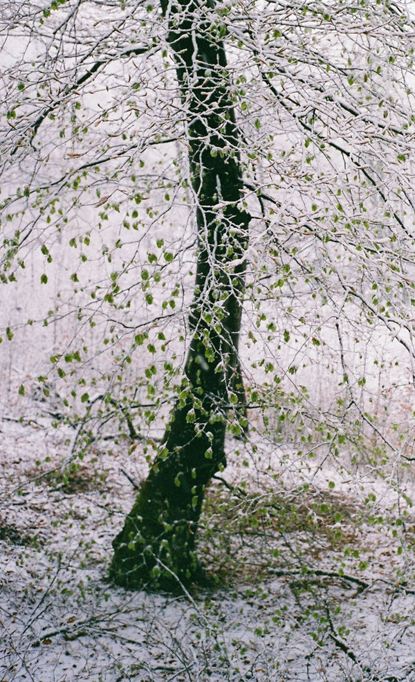 Tereza Kozinc, Drevo, 2022