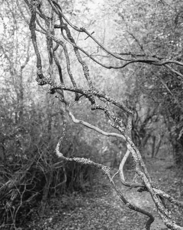 Ana Zibelnik, Lichens, 2021