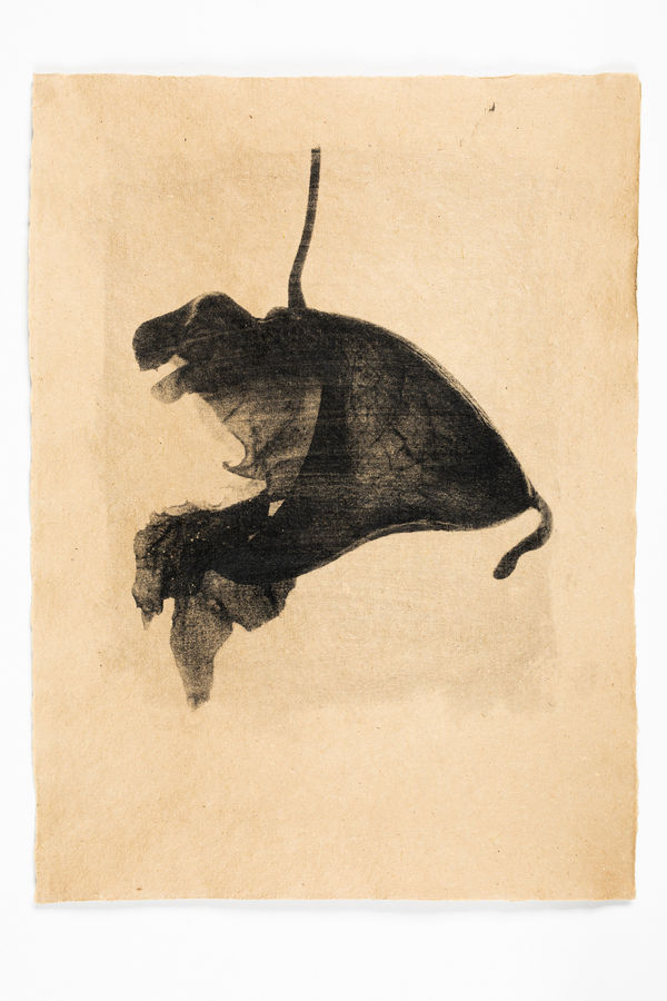 Andrej Lamut, Impatiens Glandulifera Study 02, 2021