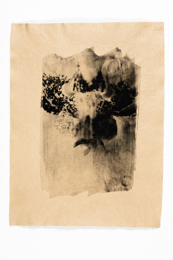 Andrej Lamut, Catalpa bignonioides Study 02, 2021