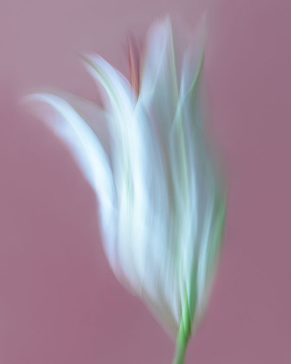 Olena Zubach, Lilija #2, 2022