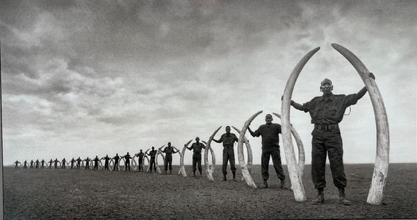 Nick Brandt, Line of rangers with tusks of elephants killed at the hands of man, Amboseli, 2011
