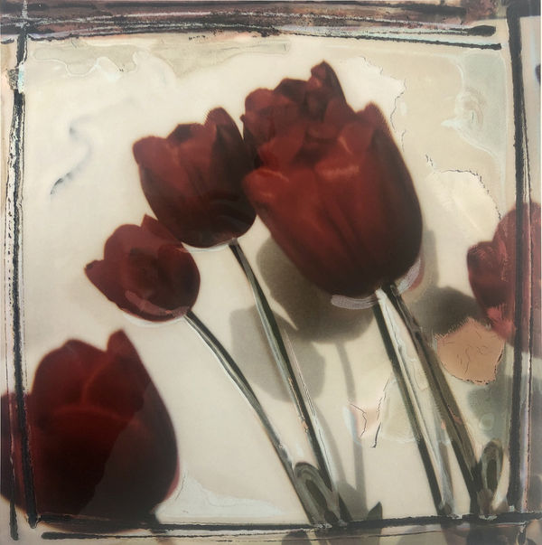 Euro Rotelli, Tulipani #20 / Tulips #20, 2006