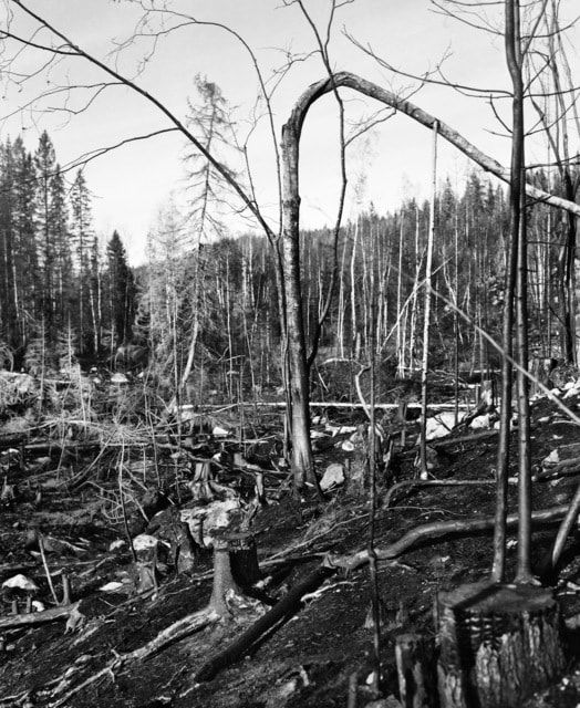 Inga Linn Härdelin, Träd Kan Falla Snabbt och Tyst (III), 2020