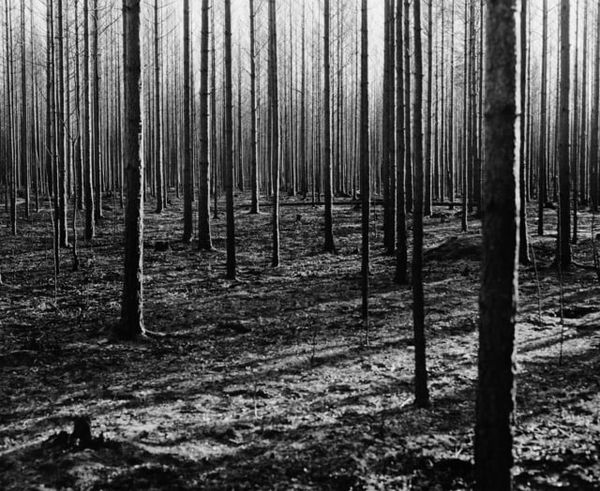 Inga Linn Härdelin, Träd Kan Falla Snabbt och Tyst, 2020