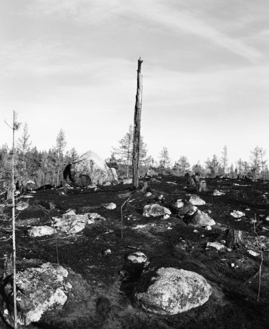 Inga Linn Härdelin, Träd Kan Falla Snabbt och Tyst (V), 2020