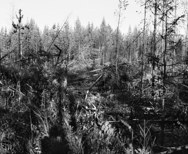 Inga Linn Härdelin, Träd Kan Falla Snabbt och Tyst (VI), 2020