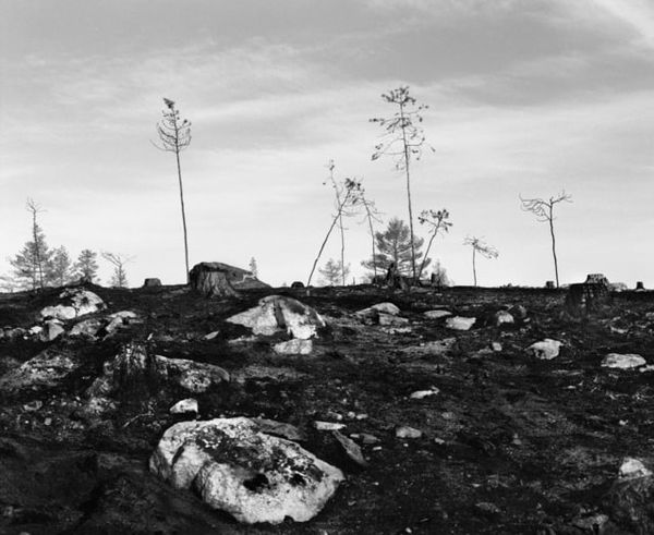 Inga Linn Härdelin, Träd Kan Falla Snabbt och Tyst (I), 2020