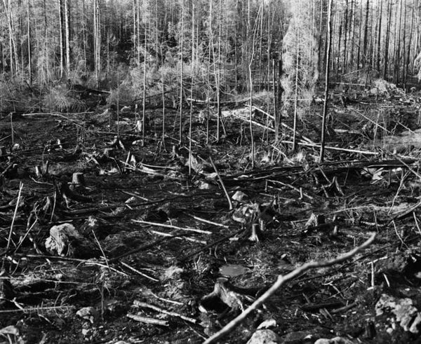 Inga Linn Härdelin, Träd Kan Falla Snabbt och Tyst (II), 2020