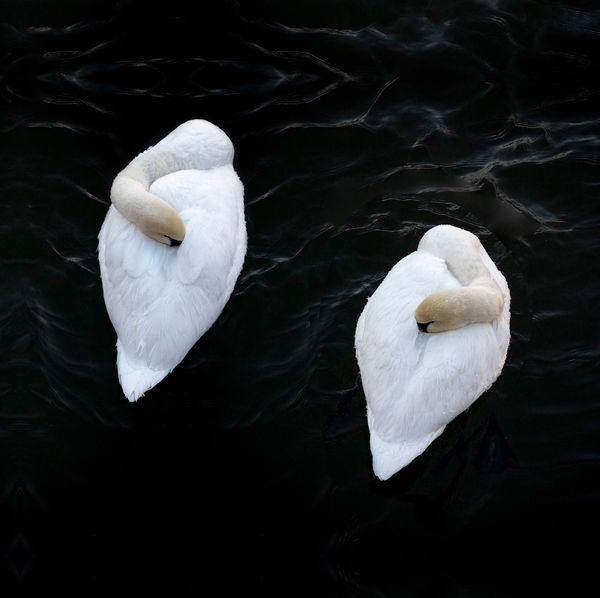 CHARLOTTE FRÖLING, The Swan No. 5, 2022