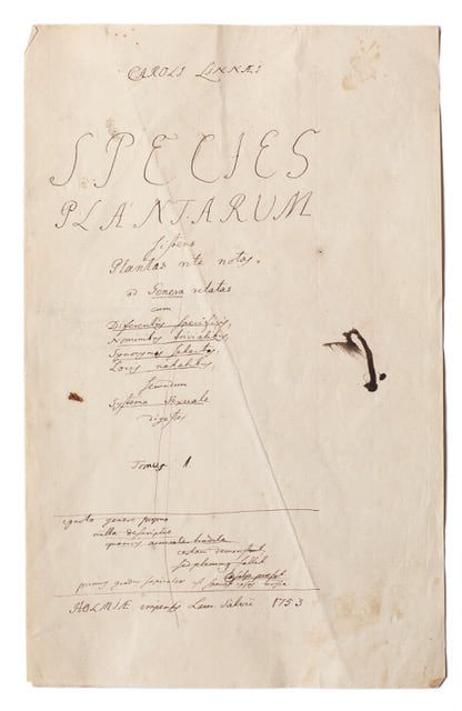 LENA GRANEFELT, Species Plantarum, 2023