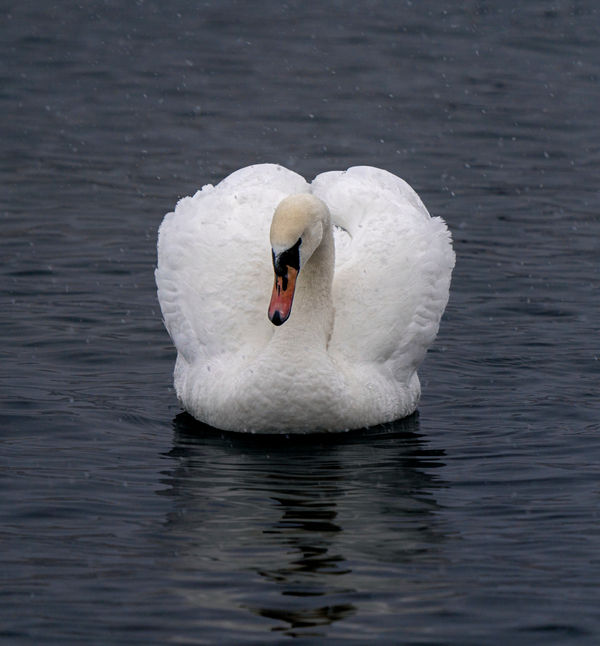 CHARLOTTE FRÖLING, The Swan No. 8, 2022