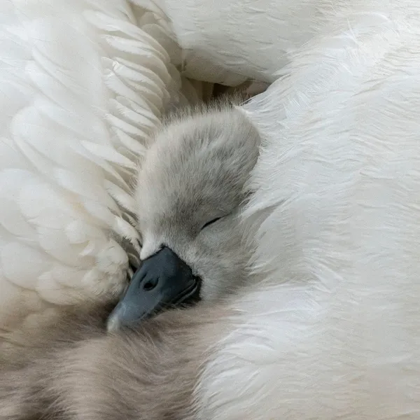 CHARLOTTE FRÖLING, The Swan No. 11, 2022