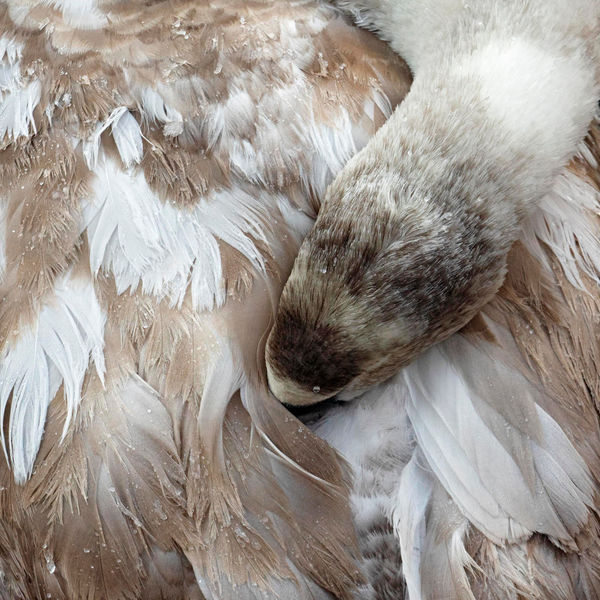 CHARLOTTE FRÖLING, The Swan No. 10, 2022