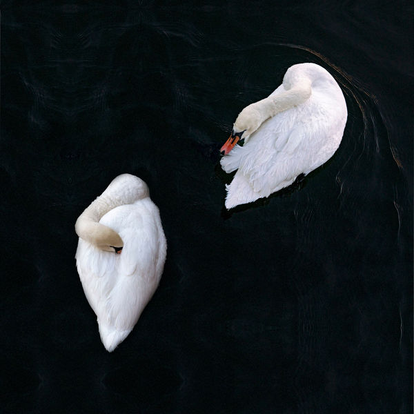 CHARLOTTE FRÖLING, The Swan No. 6, 2022