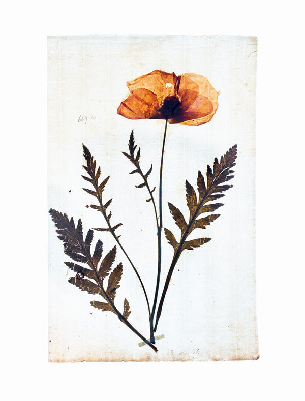 LENA GRANEFELT, Papaver, 2023