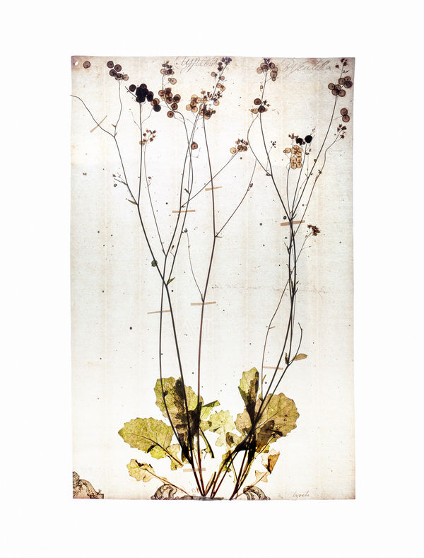 LENA GRANEFELT, Biscutella, 2023