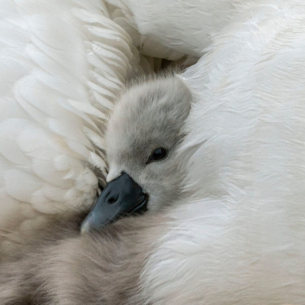 CHARLOTTE FRÖLING, The Swan No. 12, 2022