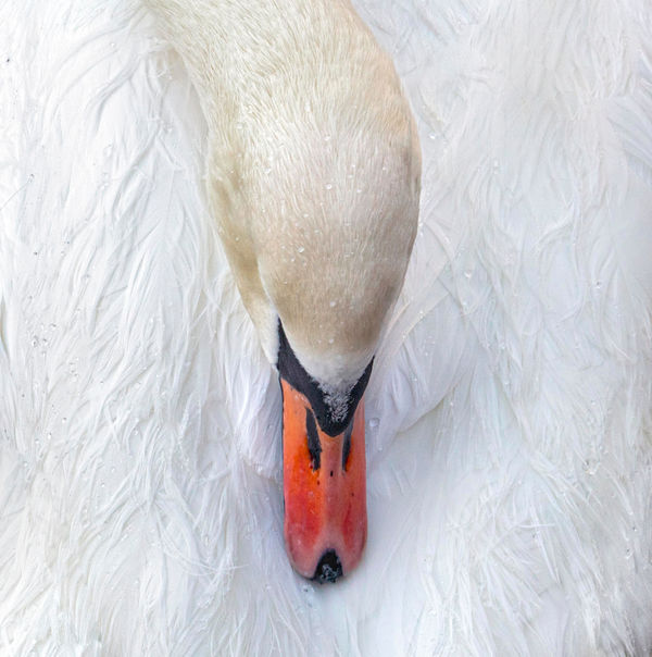 CHARLOTTE FRÖLING, The Swan No. 9, 2022