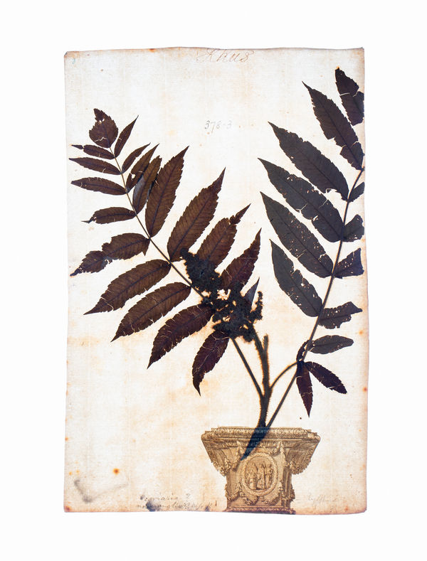 LENA GRANEFELT, Rhus, 2023