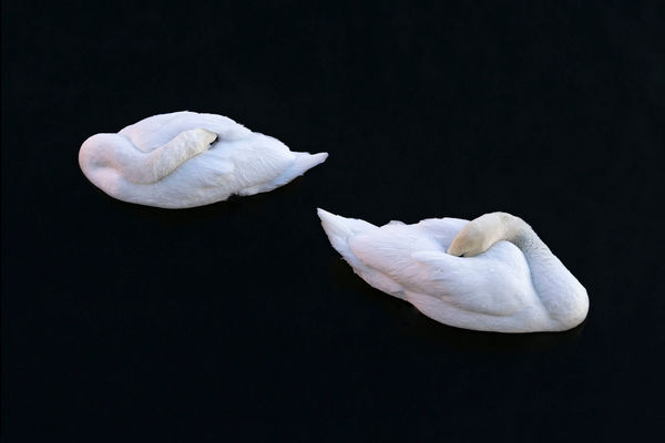 CHARLOTTE FRÖLING, The Swan No. 1, 2022