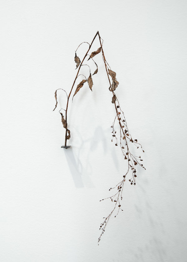 Johanna Karlsson, Växt I / Plant I, 2025