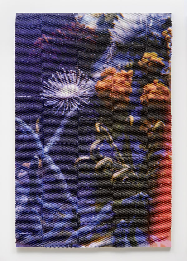 Hugh Scott-Douglas Natural History, 2019