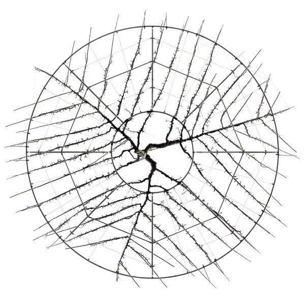 Andreas Gefeller Pear Tree, 2010