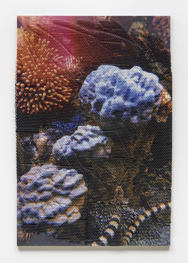 Hugh Scott-Douglas Natural History, 2019